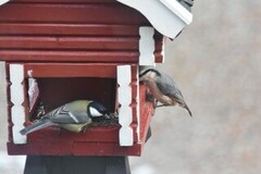 Great Tit (Parus major)