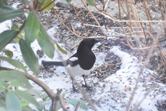 Eurasian Magpie (Pica pica)