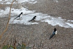 Eurasian Magpie (Pica pica)