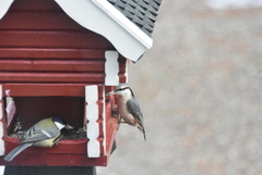 Nuthatch (Sitta europaea)