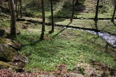 Ramsons (Allium ursinum)