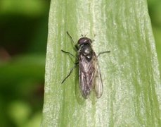 Liten ramsløkflue (Cheilosia fasciata)