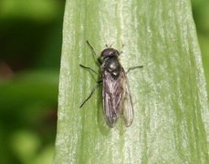 Hoverfly assosiated with ramson (Cheilosia fasciata)