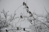 Sidensvans (Bombycilla garrulus)