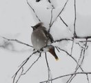 Sidensvans (Bombycilla garrulus)