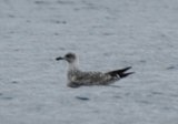 Gråmåke (Larus argentatus)