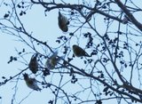 Grønnsisik (Carduelis spinus)