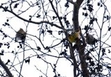 Grønnsisik (Carduelis spinus)