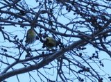 Grønnsisik (Carduelis spinus)