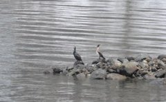 Great Cormorant (Phalacrocorax carbo)