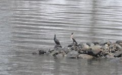 Storskarv (Phalacrocorax carbo)