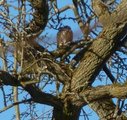 Spurvehauk (Accipiter nisus)