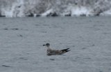 Gråmåke (Larus argentatus)