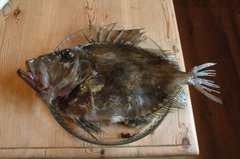 John Dory (Zeus faber)