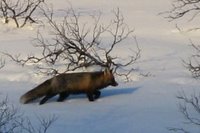 Rødrev (Vulpes vulpes)