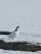 Rock Ptarmigan (Lagopus muta)