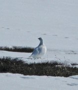 Rock Ptarmigan (Lagopus muta)