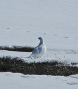 Fjellrype (Lagopus muta)