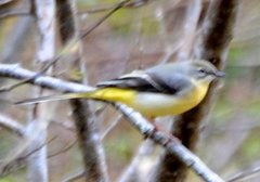 Grey Wagtail (Motacilla cinerea)