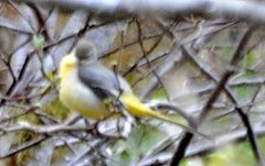Grey Wagtail (Motacilla cinerea)