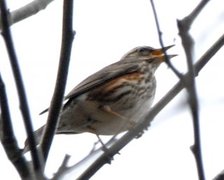 Redwing (Turdus iliacus)