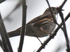 Redwing (Turdus iliacus)