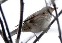 Redwing (Turdus iliacus)