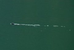Harbour seal (Phoca vitulina)