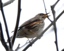 Rødvingetrost (Turdus iliacus)