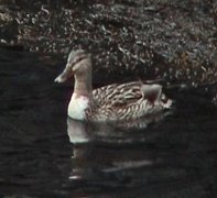 Stokkand (Anas platyrhynchos)