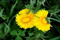 Løvetannslekta (Taraxacum)