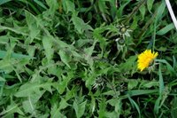 Dandelion (Taraxacum)