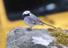 White Wagtail (Motacilla alba)