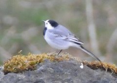 Linerle (Motacilla alba)