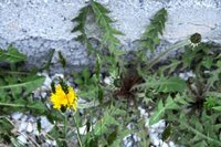 Løvetannslekta (Taraxacum)