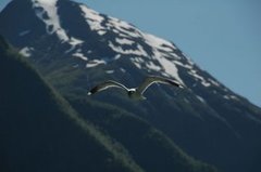 Fiskemåke (Larus canus)