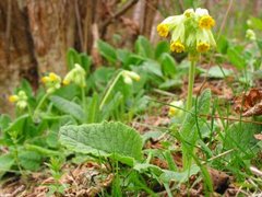 Marianøkleblom (Primula veris)