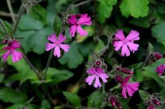 Red Campion (Silene dioica)