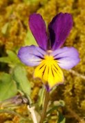 Stemorsblom (Viola tricolor)