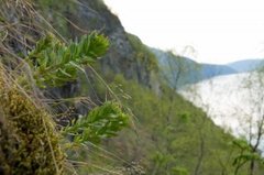 Rosenrot (Rhodiola rosea)