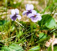 Myrfiol (Viola palustris)