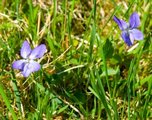 Fiolslekta (Viola)