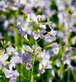 Engkarse (Cardamine pratensis)