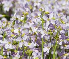 Engkarse (Cardamine pratensis)