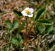 Markjordbær (Fragaria vesca)