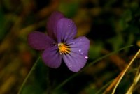 Stemorsblom (Viola tricolor)