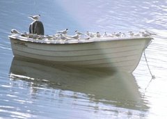 Terner (Laridae sp.)