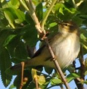 Chiffchaff (Phylloscopus collybita)