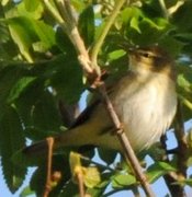 Gransanger (Phylloscopus collybita)