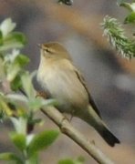 Chiffchaff (Phylloscopus collybita)